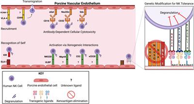 Strategies to induce natural killer cell tolerance in xenotransplantation